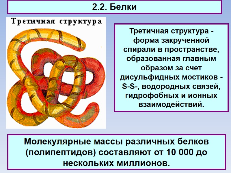 2.2. Белки Третичная структура - форма закрученной спирали в пространстве, образованная главным образом за